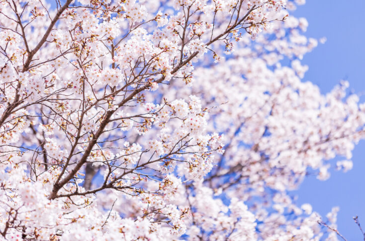 第43回こすぎ花見市